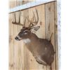 Image 3 : 4x5 Whitetail Shoulder Mount Taxidermy