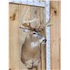 Image 4 : 4x5 Whitetail Shoulder Mount Taxidermy