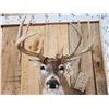 Image 5 : 4x5 Whitetail Shoulder Mount Taxidermy