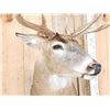 Image 6 : 4x5 Whitetail Shoulder Mount Taxidermy