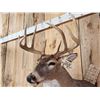Image 7 : 4x5 Whitetail Shoulder Mount Taxidermy