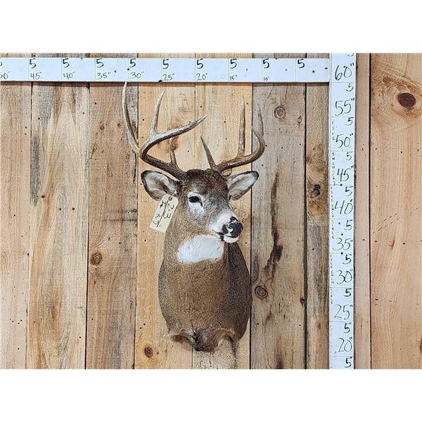 4x4 Whitetail Shoulder Mount Taxidermy