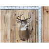 Image 1 : 4x4 Whitetail Shoulder Mount Taxidermy