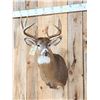 Image 2 : 4x4 Whitetail Shoulder Mount Taxidermy