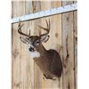Image 3 : 4x4 Whitetail Shoulder Mount Taxidermy