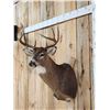 Image 4 : 4x4 Whitetail Shoulder Mount Taxidermy