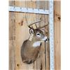 Image 5 : 4x4 Whitetail Shoulder Mount Taxidermy