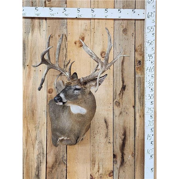Gorgeous main Frame 4x5 Whitetail Shoulder Mount Taxidermy