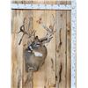 Image 1 : Gorgeous main Frame 4x5 Whitetail Shoulder Mount Taxidermy