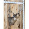 Image 2 : Gorgeous main Frame 4x5 Whitetail Shoulder Mount Taxidermy
