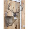 Image 3 : Gorgeous main Frame 4x5 Whitetail Shoulder Mount Taxidermy