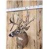 Image 4 : Gorgeous main Frame 4x5 Whitetail Shoulder Mount Taxidermy
