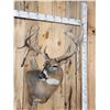 Image 5 : Gorgeous main Frame 4x5 Whitetail Shoulder Mount Taxidermy