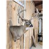 Image 6 : Gorgeous main Frame 4x5 Whitetail Shoulder Mount Taxidermy