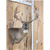 Image 7 : Gorgeous main Frame 4x5 Whitetail Shoulder Mount Taxidermy