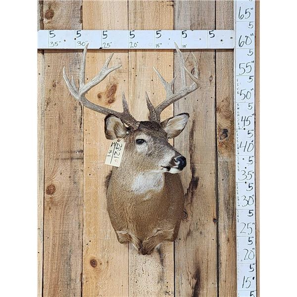 5x5 Whitetail Shoulder Mount Taxidermy