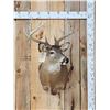 Image 1 : 5x5 Whitetail Shoulder Mount Taxidermy
