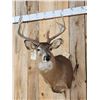 Image 2 : 5x5 Whitetail Shoulder Mount Taxidermy