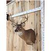 Image 3 : 5x5 Whitetail Shoulder Mount Taxidermy