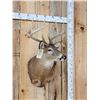 Image 4 : 5x5 Whitetail Shoulder Mount Taxidermy