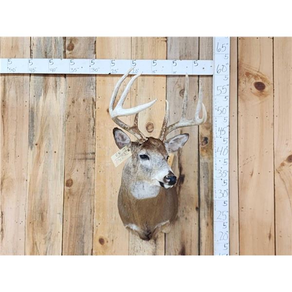 Nice 4x4 Whitetail Shoulder Mount Taxidermy
