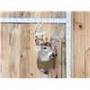 Image 1 : Nice 4x4 Whitetail Shoulder Mount Taxidermy