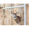 Image 2 : Nice 4x4 Whitetail Shoulder Mount Taxidermy