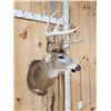 Image 3 : Nice 4x4 Whitetail Shoulder Mount Taxidermy