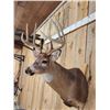 Image 4 : Nice 4x4 Whitetail Shoulder Mount Taxidermy