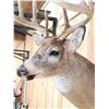 Image 5 : Nice 4x4 Whitetail Shoulder Mount Taxidermy
