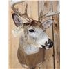 Image 6 : Nice 4x4 Whitetail Shoulder Mount Taxidermy
