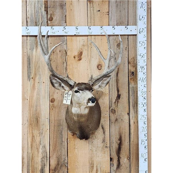 205 7/8" Net Nontypical Mule Deer Shoulder Mount Taxidermy