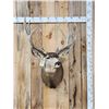 Image 1 : 205 7/8" Net Nontypical Mule Deer Shoulder Mount Taxidermy