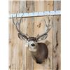 Image 2 : 205 7/8" Net Nontypical Mule Deer Shoulder Mount Taxidermy