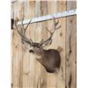 Image 3 : 205 7/8" Net Nontypical Mule Deer Shoulder Mount Taxidermy
