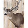 Image 4 : 205 7/8" Net Nontypical Mule Deer Shoulder Mount Taxidermy