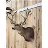 Image 5 : 205 7/8" Net Nontypical Mule Deer Shoulder Mount Taxidermy