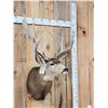 Image 6 : 205 7/8" Net Nontypical Mule Deer Shoulder Mount Taxidermy