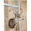 Image 7 : 205 7/8" Net Nontypical Mule Deer Shoulder Mount Taxidermy