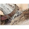 Image 8 : 205 7/8" Net Nontypical Mule Deer Shoulder Mount Taxidermy