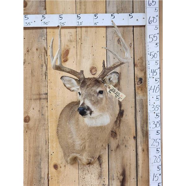 4x4 Whitetail Shoulder Mount Taxidermy