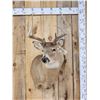 Image 1 : 4x4 Whitetail Shoulder Mount Taxidermy