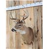 Image 2 : 4x4 Whitetail Shoulder Mount Taxidermy