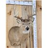 Image 3 : 4x4 Whitetail Shoulder Mount Taxidermy