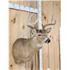 Image 4 : 4x4 Whitetail Shoulder Mount Taxidermy