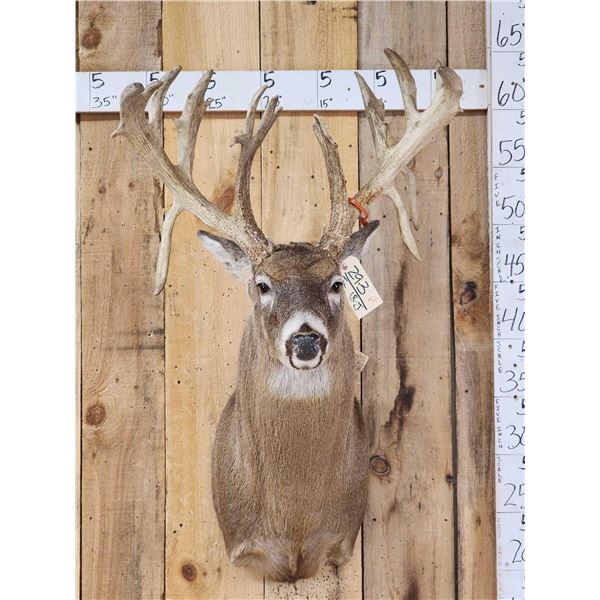 Big Nontypical Triple Droptine Whitetail Shoulder Mount Taxidermy
