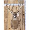 Image 1 : Big Nontypical Triple Droptine Whitetail Shoulder Mount Taxidermy