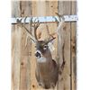 Image 2 : Big Nontypical Triple Droptine Whitetail Shoulder Mount Taxidermy