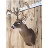 Image 3 : Big Nontypical Triple Droptine Whitetail Shoulder Mount Taxidermy