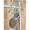 Image 4 : Big Nontypical Triple Droptine Whitetail Shoulder Mount Taxidermy
